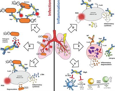 A new hope? Possibilities of therapeutic IgA antibodies in the treatment of inflammatory lung diseases